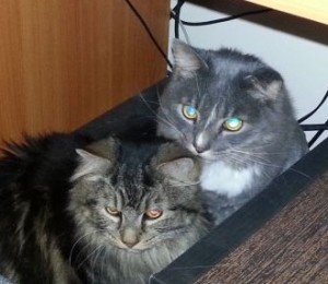 cats